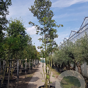 Quercus ilex 450-500 cm container paraplu