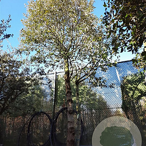 Quercus ilex 450-500 cm container paraplu extra