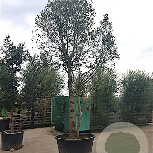 Quercus ilex 450-500 cm container paraplu extra