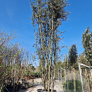 Quercus ilex 500-550 cm cont. 500L meerstammig