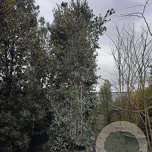 Quercus ilex 500-550 cm container
