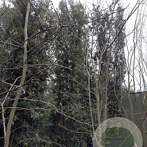Quercus ilex 600-700 cm cont. 500L