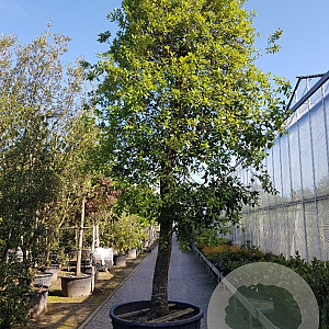Quercus ilex 90 cm stam container 50-60