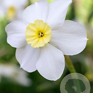 Narcissus Segovia 12-14 cm verpakt per 100