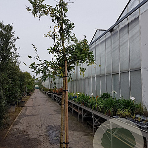 Wisteria sinensis 160 cm stam container 18-20