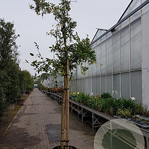 Wisteria sinensis 160 cm stam container 18-20