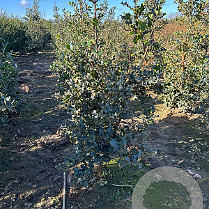 Ilex aquifolium 100-125 cm met kluit