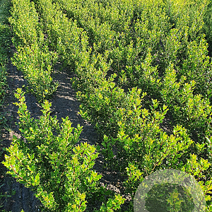 Ilex aquifolium 60-80 cm met kluit