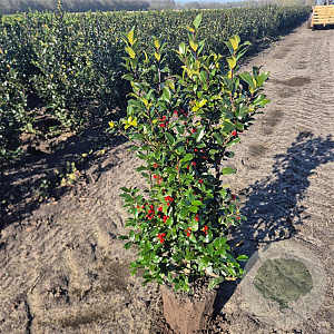 Ilex meserv. Blue Maid 80-100 cm met kluit