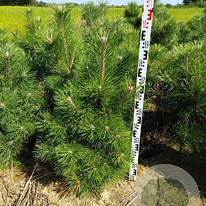 Pinus nigra nigra 80-100 cm met kluit