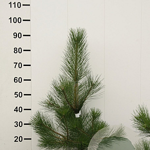 Pinus nigra nigra 80-100 cm met kluit