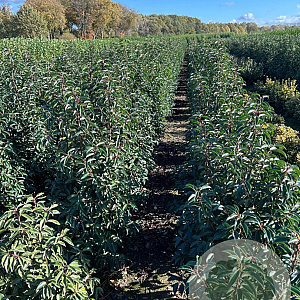 Prunus l. 'Angustifolia' 100-125 cm met kluit