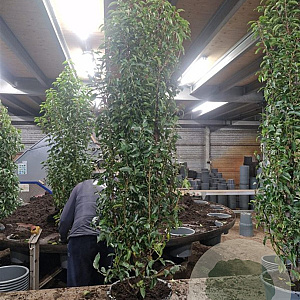 Prunus l. 'Angustifolia' 125-150 cm met kluit