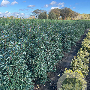 Prunus l. 'Angustifolia' 125-150 cm met kluit