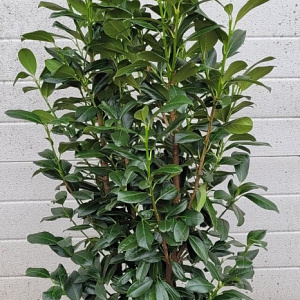 Prunus l. 'Herbergii' 175-200 cm met kluit