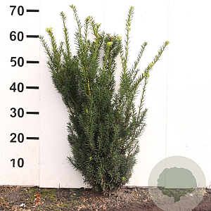 Taxus media 'Hillii' 50-60 cm met kluit