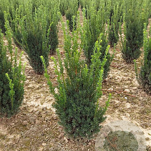 Taxus media 'Hillii' 50-60 cm met kluit