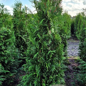 Thuja occ. 'Brabant' 150-175 cm met kluit