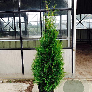 Thuja occ. 'Brabant' 150-175 cm met kluit