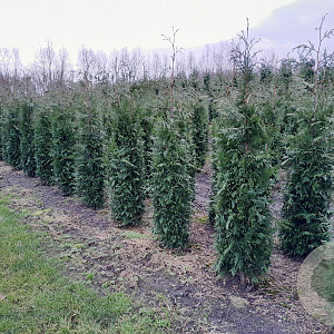 Thuja pl. 'Excelsa' 200-225 cm met kluit