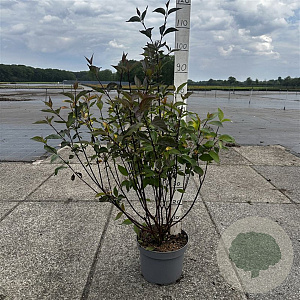 Cornus alba 'Kesselringii' 80-100 cm 10L