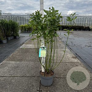 Cornus sericea 'Flaviramea' 80-100 cm 10L