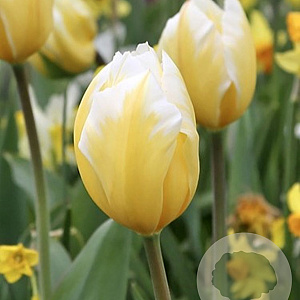 Tulipa 'Sweetheart' 11-12 cm verpakt per 100