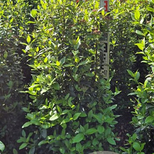 Viburnum tinus 100-125 cm met kluit