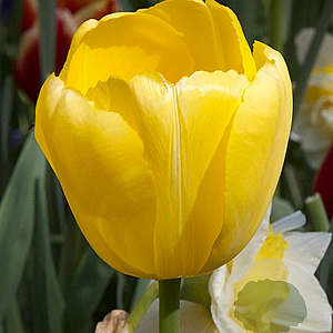 Tulipa Novi Sun 11-12 cm verpakt per 100
