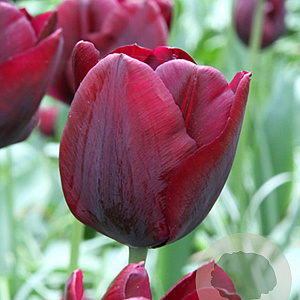 Tulipa Ronaldo 11-12 cm verpakt per 100