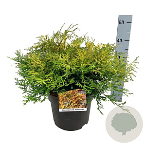 Chamaecyparis o. 'Kamarachiba' 40-50 cm 6L
