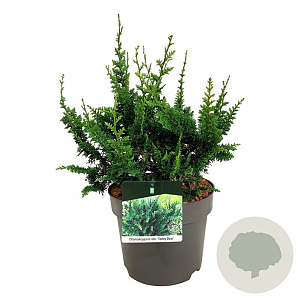 Chamaecyparis p. 'Teddy Bear' 30-40 cm 6,5L