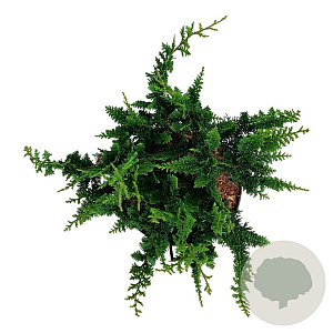 Chamaecyparis p. 'Teddy Bear' 30-40 cm 6,5L