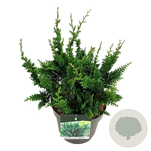 Chamaecyparis p. 'Teddy Bear' 30-40 cm 6,5L