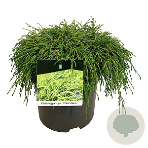 Chamaecyparis p. 'Filifera Nana' 40-50 cm P26