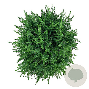 Juniperus comm. 'Compressa' 40-50 cm 6L