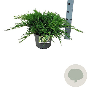 Juniperus h. 'Agnieszka' 40-50 cm 6L