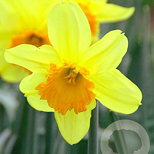 Narcissus 'Fortissimo' 12-14 cm verpakt per 100