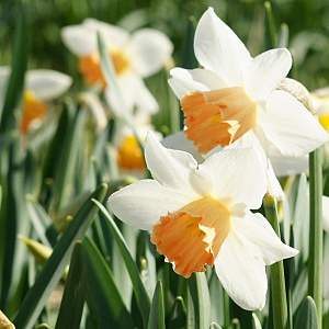 Narcissus Accent 12-14 cm verpakt per 100