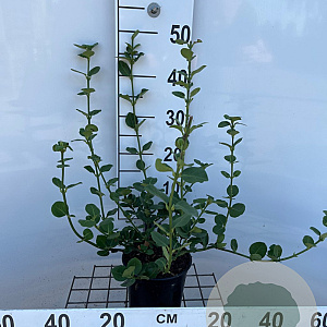 Euonymus fort. 'Vegetus' 40-50 cm 2,5L