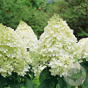 Hydrangea pan. 'Silver Dollar' 25-30 cm 2,0L