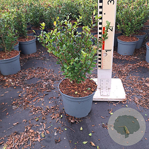Ilex crenata 'Caroline Upright' 25-30 cm 2,0L