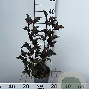 Physocarpus opulif. 'Red Baron' 30-40 cm 2,0L