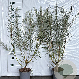 Salix elaeagnos 'Angustifolia' 60-80 cm 2,0L