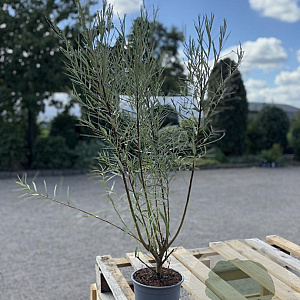 Salix elaeagnos 'Angustifolia' 60-80 cm 2,0L