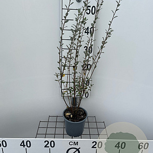 Salix repens nitida 40-50 cm C1.3