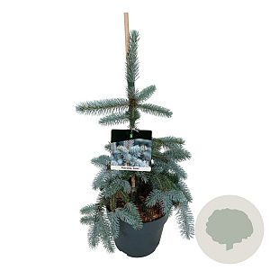 Picea pungens 'Koster' 40-50 cm P26