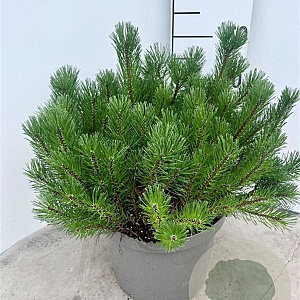 Pinus mugo mugo 40-50 cm 10L