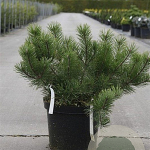 Pinus mugo mugo 40-50 cm 10L