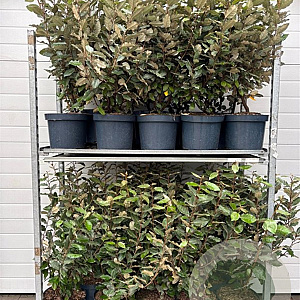 Elaeagnus ebb. 'Compacta' 60-80 cm 7,5L